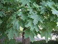 Norway Maple